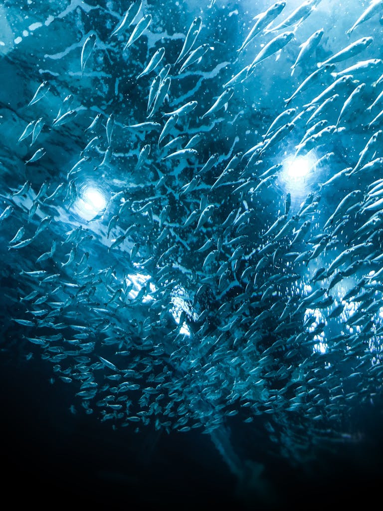 A mesmerizing view of a school of sardine fish swimming underwater in the ocean of Brazil.