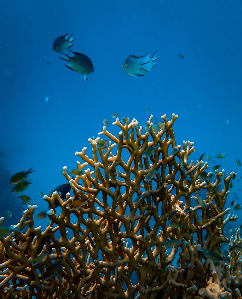 Colorful coral reef scene with vibrant tropical fish in clear blue water, showcasing marine biodiversity.